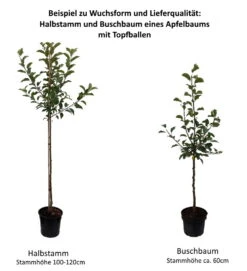 Mira ® Malus Domestica -Frucht Wald Geschaft 0 Baumformen Buschbaum und HalbstammuTDpGZiyLZi0m