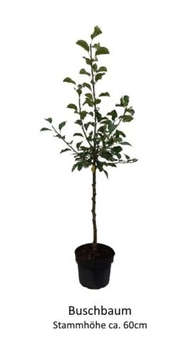 Rosette® Malus Domestica -Frucht Wald Geschaft 0 Baumformen Buschbaum7a73FmYDHOZC2