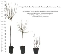 Tatjana, Grün, Fast Stachellos Ribes Uva-crispa `Tatjana´ -Frucht Wald Geschaft 1 Beispiel Stachelbeeren Wuchsformen5728MZOmFH4CB
