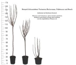 Rolan Ribes Rubrum `Rolan´ -Frucht Wald Geschaft 1Beispiel Johannisbeere WuchsformenubMxZbmWVRpso