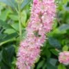 Zimterle - Clethra Clethra Alnifolia 1 Zimterle - Clethra Clethra Alnifolia -Frucht Wald Geschaft 20170802 130016