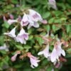 Abelie `Pinky Bells®´ Abelia Grandiflora -Frucht Wald Geschaft Abelia Pinky Bells