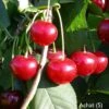 Achat Ⓢ Prunus Cerasus `Achat´ -Frucht Wald Geschaft Achat sauerkirsche