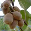 Kiwi Hayward (weiblich) Actinidia Chinensis `Hayward´ -Frucht Wald Geschaft Actinidia Jenny