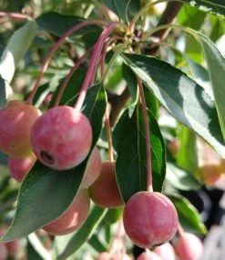 Zwerg-Zierapfel `Adirondack´ Malus ´Adirondack´ -Frucht Wald Geschaft Adirondack159a6b45818e9e
