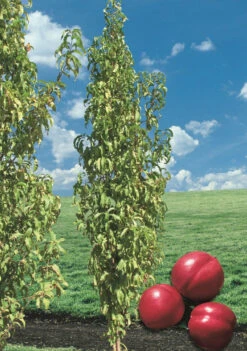 Frucht Wald Geschaft 15 Frucht Wald Geschaft -Frucht Wald Geschaft Alice Col Wuchs