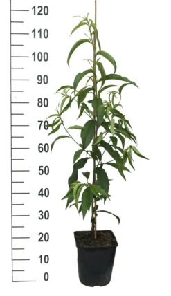 Säulen-Nektarine `Alice Col´ Ⓢ Prunus Nucipersica `Alice Col´ -Frucht Wald Geschaft Alice Col weiss