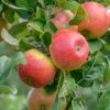 Alkmene Malus Domestica -Frucht Wald Geschaft Alkmene Apfel