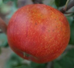 Alkmene Malus Domestica -Frucht Wald Geschaft Alkmene5b8547cfd7c99