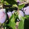 Alte Eierpflaume Prunus Domestica `Alte Eierpflaume´ -Frucht Wald Geschaft Alte EierpflaumeJixQ2jtzJnGpw