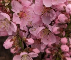 Zwergpfirsich `Amber® Pix ZeeⓈ´ Prunus Persica -Frucht Wald Geschaft Amber Pix Zee