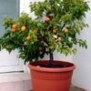 Zwerg-Aprikose `Garden Aprigold® ´ Prunus Armeniaca `Garden Aprigold´ -Frucht Wald Geschaft Aprigold