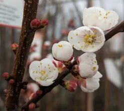 Ungarische Beste Prunus Armeniaca `Ungarische Beste´ -Frucht Wald Geschaft Aprikose Bl te
