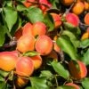 Aprikose `Colorado´ Prunus Armeniaca `Colorado´ -Frucht Wald Geschaft Aprikose Colorado1