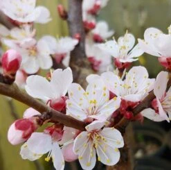 Kompakt Wachsende Aprikose `CompactaⓇ´ Prunus Armeniaca `Compacta´ -Frucht Wald Geschaft Aprikose Compacta