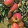Säulenapfel Arbat ® Malus Domestica -Frucht Wald Geschaft Arbat S ulenapfel