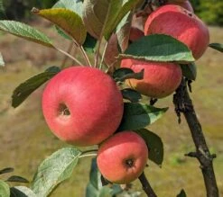 Säulenapfel Arbat ® Malus Domestica 9 Säulenapfel Arbat ® Malus Domestica -Frucht Wald Geschaft Arbat S ulenapfel2