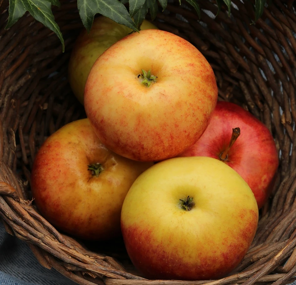 Säulenapfel Arbat ® Malus Domestica 4 Säulenapfel Arbat ® Malus Domestica – Bild 2