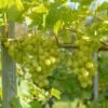 Arkadia, Pilzfeste Weinrebe Vitis `Arkadia´ -Frucht Wald Geschaft Arkadia