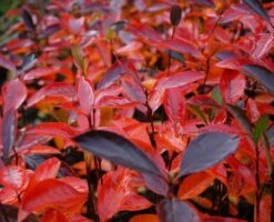 Aronia- Apfelbeere Hugin Aronia Melanocarpa `Hugin´ -Frucht Wald Geschaft Aronia Hugin Herbstf rbung