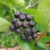 Aronia- Apfelbeere Hugin Aronia Melanocarpa `Hugin´ -Frucht Wald Geschaft Aronia33