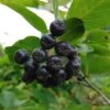 Aronia- Apfelbeere Nero Aronia Prunifolia `Nero´ -Frucht Wald Geschaft Aronia34