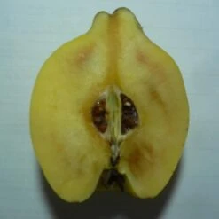 Tafelquitte Ayva® - Süßquitte, Kann Roh Verzehrt Werden Cydonia `Ayva´ 8 Tafelquitte Ayva® - Süßquitte, Kann Roh Verzehrt Werden Cydonia `Ayva´ -Frucht Wald Geschaft Ayva Tuerkische Suessquitte