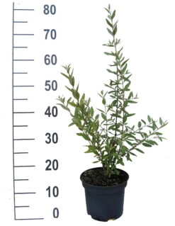 Silberblättrige Büffelbeere Sheperdia Argentea 7 Silberblättrige Büffelbeere Sheperdia Argentea -Frucht Wald Geschaft B ffelbeere weiss