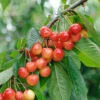 Büttner´s Rote Knorpelkirsche Prunus Avium `Büttner´s Rote Knorpelkirsche´ -Frucht Wald Geschaft B ttners