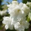 Bauern-Jasmin `Schneesturm´ Philadelphus Coronarius `Schneesturm´ 2 Bauern-Jasmin `Schneesturm´ Philadelphus Coronarius `Schneesturm´ -Frucht Wald Geschaft Bauern Jasmin Schneesturm 2