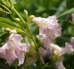 Sommerglocke / Baumoleander `Summer Bells´ Chitalpa Tashkentensis `Summer Bells´ -Frucht Wald Geschaft Baumoleander Summer Bells 1