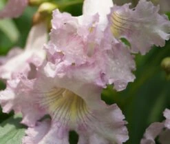 Sommerglocke / Baumoleander `Summer Bells´ Chitalpa Tashkentensis `Summer Bells´ -Frucht Wald Geschaft Baumoleander Summer Bells 4