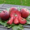 Baya® Marisa - Rotfleischig Malus Domestica -Frucht Wald Geschaft Baya marisa 2