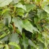 Bayernkiwi Männlich (Befruchtersorte) Actinidia Arguta -Frucht Wald Geschaft Bayernkiwi m nnlich