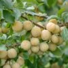 Mirabelle `Bellamira´ ® Prunus Domestica Subsp. Syriaca `Bellamira´ -Frucht Wald Geschaft Bellamira 2