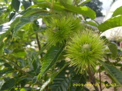 Esskastanie `Belle Epine´ Castanea Sativa `Belle Epine´ -Frucht Wald Geschaft Belle Epine