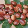 Esskastanie `Belle Epine´ Castanea Sativa `Belle Epine´ -Frucht Wald Geschaft Belle EpineBVT4JwadmTcra
