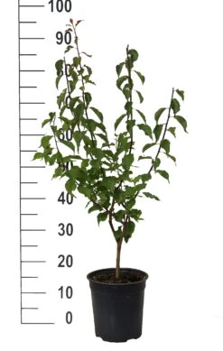 Japanische Zier-Aprikose `Beni-chi-dori´ Prunus Mume `Beni-chi-dori´ 9 Japanische Zier-Aprikose `Beni-chi-dori´ Prunus Mume `Beni-chi-dori´ -Frucht Wald Geschaft Beni chi dori Zieraprikose