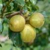 Benita®, Kreuzung Aus Birne Und Nashi Pyrus Pyrifolia `Benita´ 2 Benita®, Kreuzung Aus Birne Und Nashi Pyrus Pyrifolia `Benita´ -Frucht Wald Geschaft Benita 2