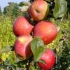 Säulenapfel `Berbat´ Malus Domestica `Berbat´ 2 Säulenapfel `Berbat´ Malus Domestica `Berbat´ -Frucht Wald Geschaft Berbat
