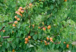Aprikose `Bergeron´ Prunus Armeniaca `Bergeron´ 8 Aprikose `Bergeron´ Prunus Armeniaca `Bergeron´ -Frucht Wald Geschaft Bergeron 3