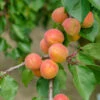 Aprikose `Bergeron´ Prunus Armeniaca `Bergeron´ -Frucht Wald Geschaft BergeronVkJkiJ4oeZ9kD