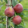 Berner Rosenapfel Malus Domestica -Frucht Wald Geschaft Berner Rosenapfel