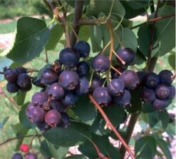 Prince William-Großfruchtige Felsenbirne Amelanchier `Prince William´