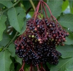 Holunder Haschberg Sambucus Nigra `Haschberg´ -Frucht Wald Geschaft Bilder Green Base 075