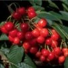 Morellenfeuer Prunus Cerasus `Morellenfeuer´ -Frucht Wald Geschaft Bilder Green Base 082