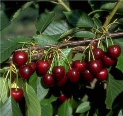 Neue Produkte 13 Große Schwarze Knorpelkirsche Prunus Avium `Große Schwarze Knorpelkirsche´
