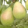 Zwergbirne `Luisa´ Pyrus Communis `Luisa´ -Frucht Wald Geschaft Birne