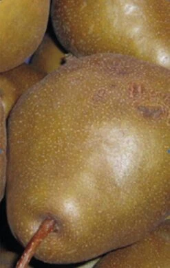 Uta Pyrus Communis `Uta´ -Frucht Wald Geschaft Birne UTA