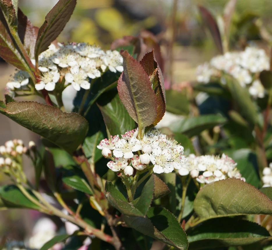 Aronia Aron - Großfrüchtige Apfelbeere Aronia Melanocarpa `Aron´ 4 Aronia Aron - Großfrüchtige Apfelbeere Aronia Melanocarpa `Aron´ – Bild 2